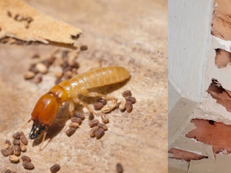 gỗ Sồi Nga có bị mọt không