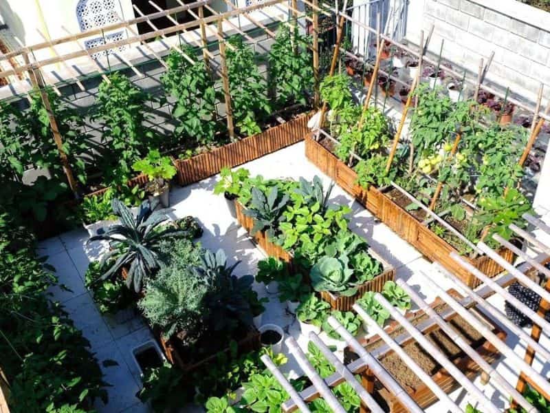 vườn trên sân thượng nhà ống