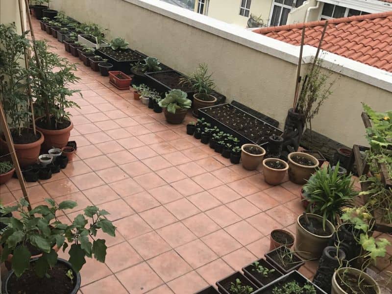 vườn trên sân thượng nhà ống